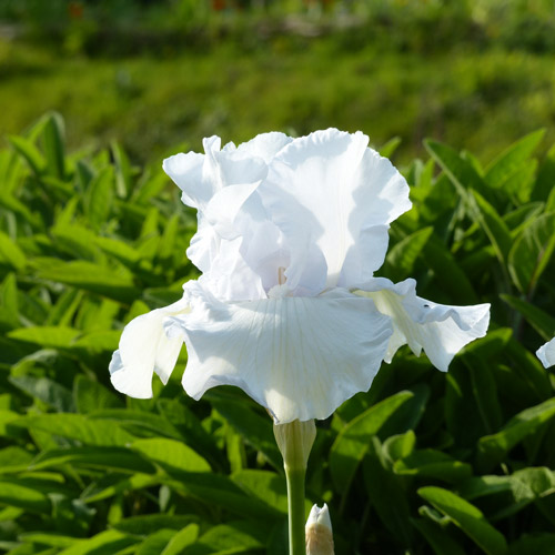 Iris