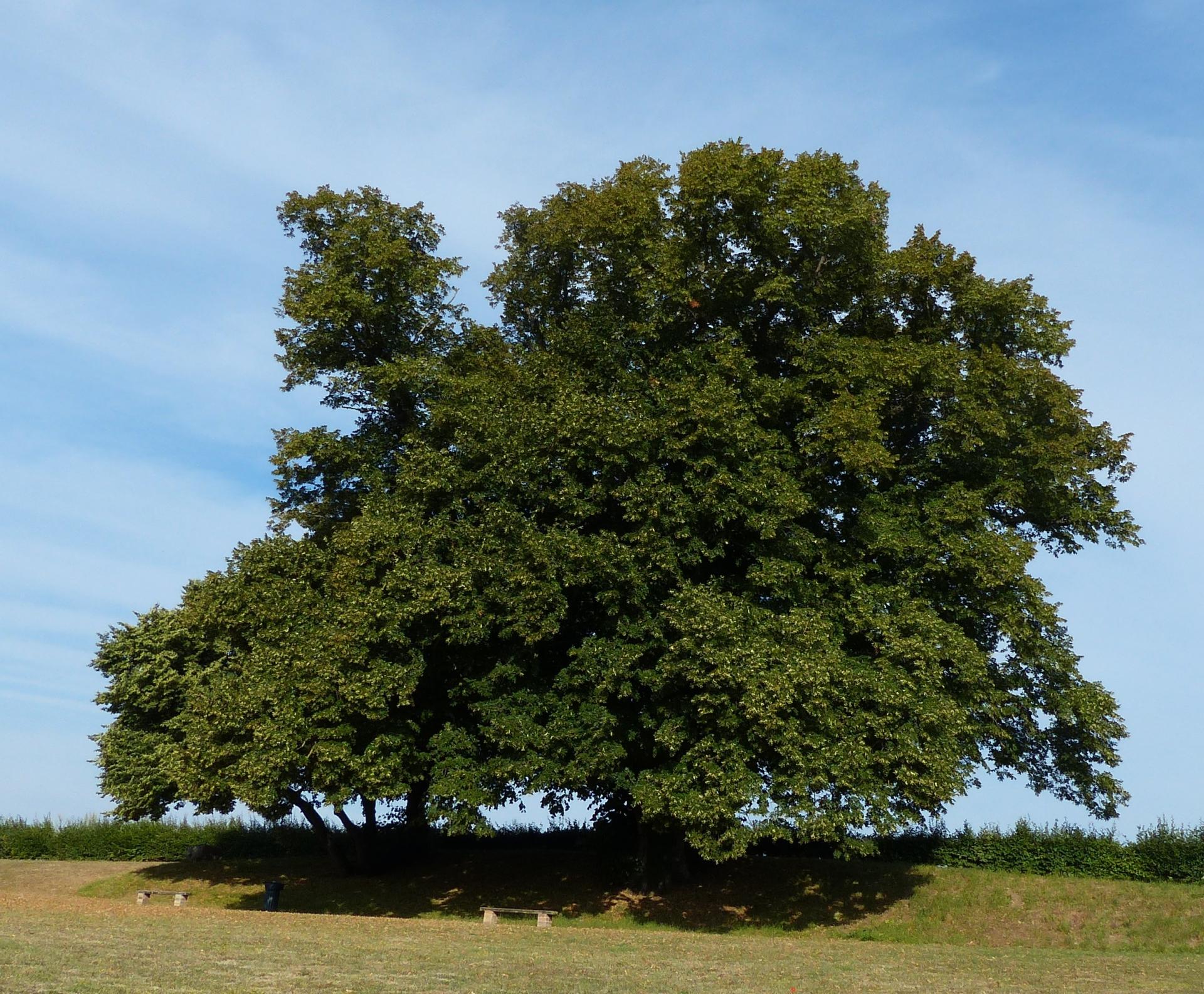 4 arbre de la croix