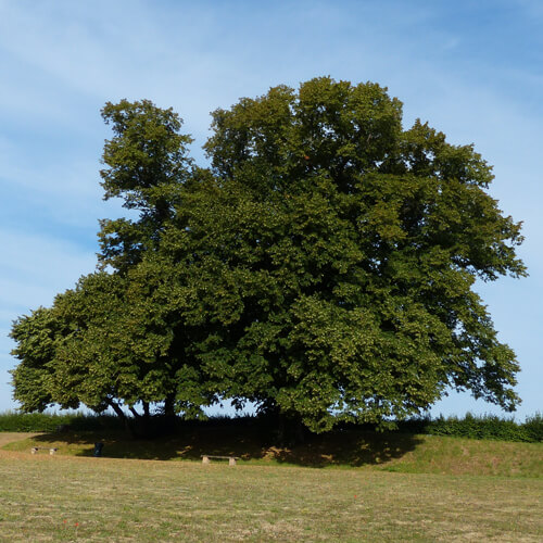 L'arbre de la Croix - Saint-Léger-lès-Domart