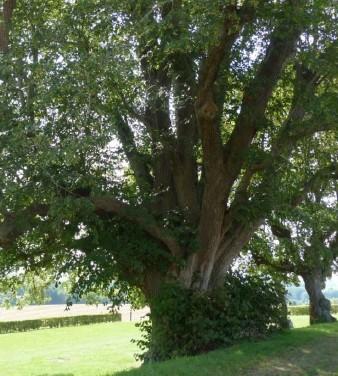 L arbre de la croix